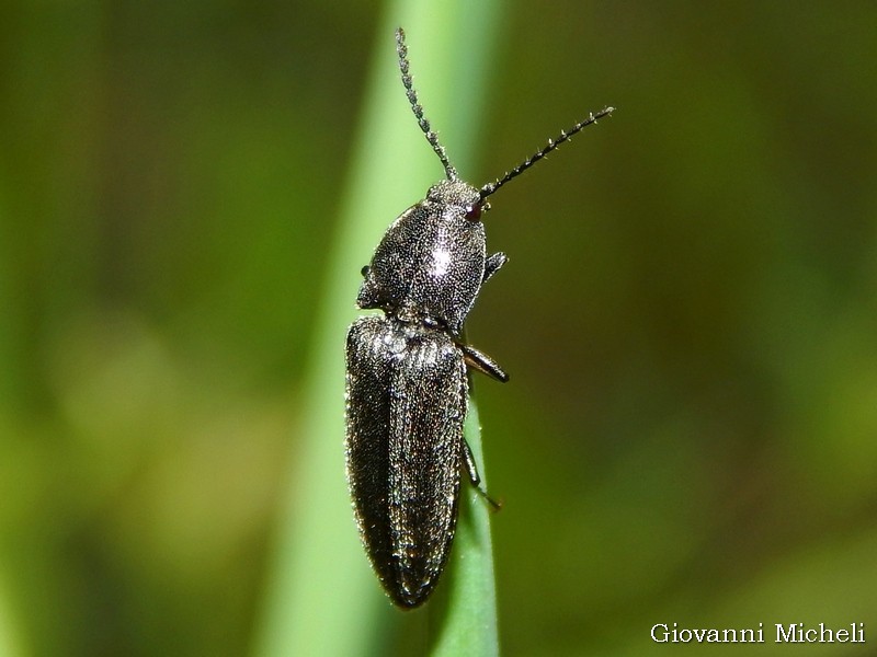 Elateridae: cfr. Cidnopus sp.